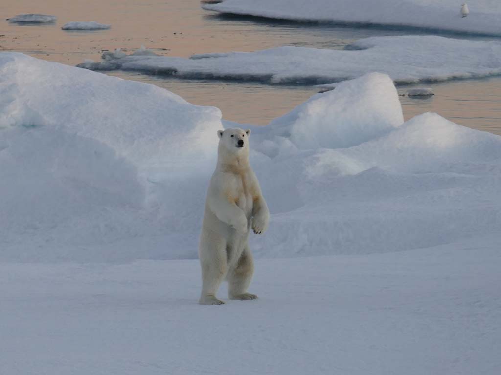 Eisbär Arktis